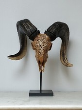 Taxidermie - Crane de bélier