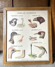 ? Lot 4 affiches animaux + cadre, Rossignol, 1950 - Chat, cheval, serpent...