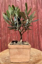 BONSAÏ  OLIVIER EUROPEA 6ANS