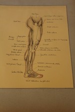 Ancienne planche anatomique dessin au crayon et encre ....curiosité sciences 