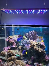 aquarium eau de mer recifale