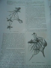 Quelques Fleurs curieuses Ancolie Aristoloche Céropégia Gravure 1895