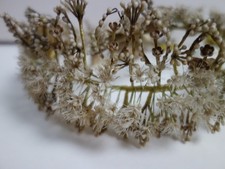 ancienne couronne  de mariée