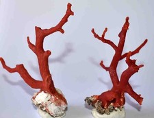  CORAIL ROUGE DE MEDITERRANEE -  2 BRANCHES - 88 & 72mm - 32gr 