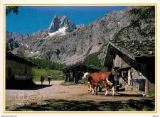 Animaux - Vaches - Autriche - Tirol - Tyrol - Chalets de Montagne - CPM - Voir S