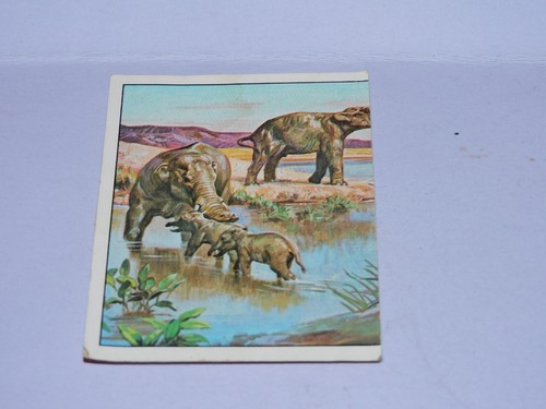 Image panini animaux - -,