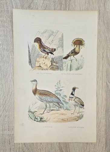 Lithographie ancienne buffon - lithographie,