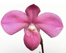 Phragmipedium graeme jones - phragmipedium,