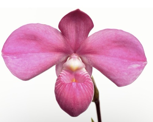 Phragmipedium graeme jones - phragmipedium,