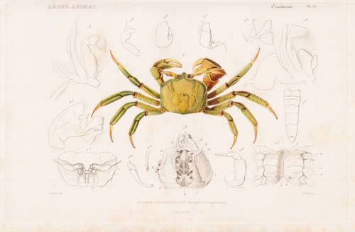 Ocypode crabes krebse - crabes,