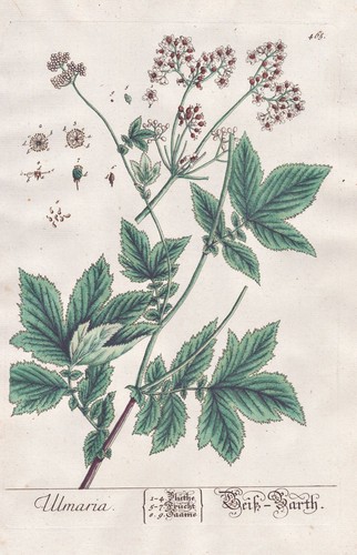 Mädesüß ulmaria hydromel - ulmaria,