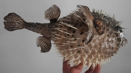 Curiosité coquillage - curiosité,