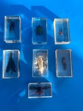 Lot De 7 Résine inclusion insecte entomologie taxidermie cabinet de curiosités 7