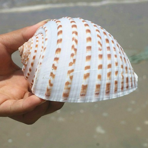 12cm naturel conque aquarium - naturel,