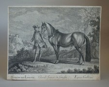 Martin et Johann Elias RIDINGER. Cheval limousin.1770 Rare gravure au burin