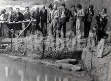 Photo de presse vintage Animaux, Alligators À Sigean, 1974, France, tirage