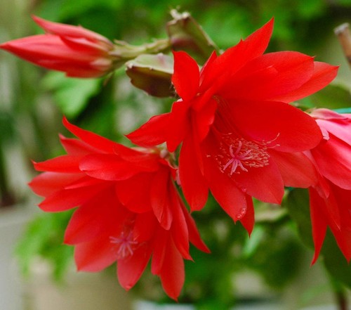 Epiphyllum oxypetalum - , cv