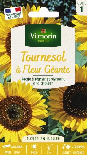 Graines tournesol fleur - graines,