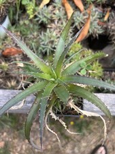 Dyckia Goiana, Rare Bromeliad, Tillandsia