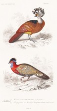 Crax Rubra Tragopan Poule Oiseau Gravure Acier Orbigny 1 340288
