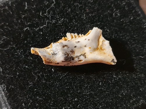 Mandibule prolagus - mandibule,