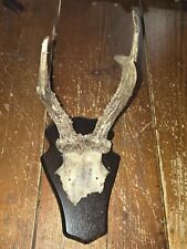 Massacre  trophée de chevreuil avec crâne monté en écusson en bois