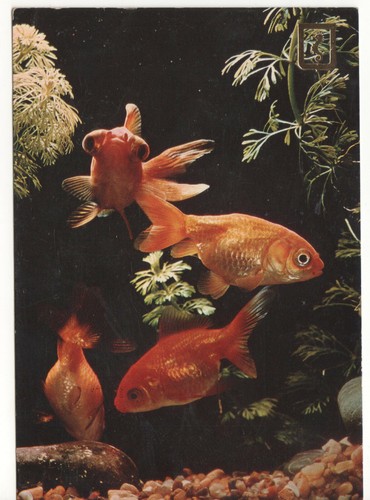 Jolie carte postale poisson - jolie,