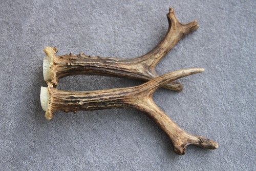 Paire bois chevreuil - bois, de