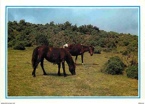 Carte postale animaux - -,