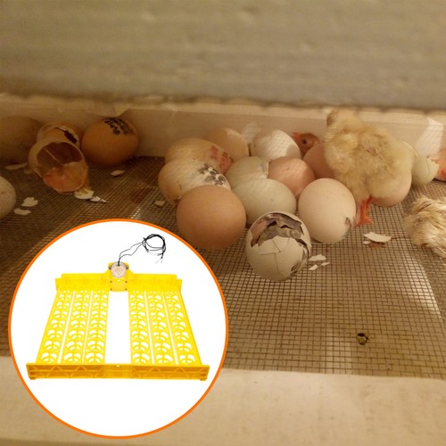 Couveuse incubateur - couveuse,