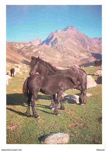 Carte postale animaux - postale,