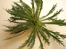 150 graines CORNE DE CERF(Plantago Coronopus)H819 BUCKSHORN PLANTAIN SEEDS SAMEN