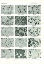 Cabinet de curiosité planche