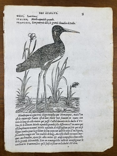 échasse noire 1557 black - noire,