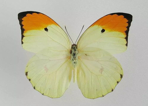 Entomologie papillon en - papillon,
