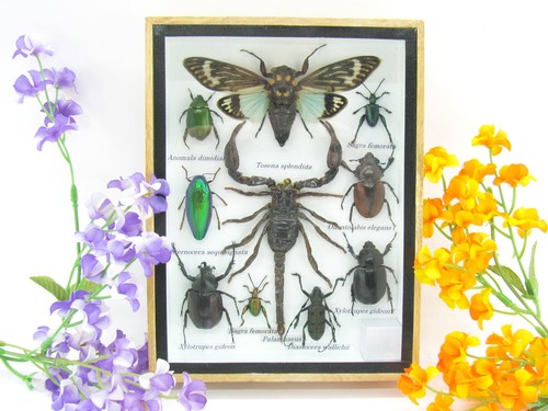 Insectes exotiques réel - 3d,