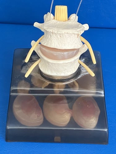 SOMSO QS 68/8 Intervertebral