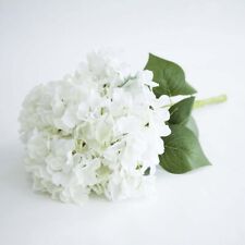 Tête De Balai Hydrangea