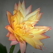 Schlumbergera 'Swedish Crown'