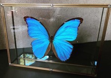 Morpho Didius du Pérou -