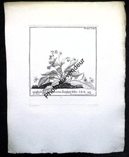 Gravure botanique XVIIIe