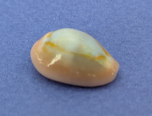 Cypraea annulus meli mm - meli,