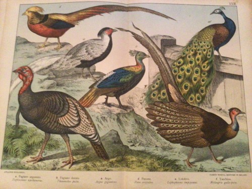 Gravure histoire naturelle xix - histoire,