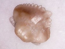 SHARK TOOTH - NEBRIUS OBLIQUUS