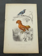 Planche ancienne Garnier