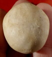 OURSIN FOSSILE CRÉTACÉ DE