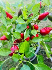 Lot De 10 Graines De Piment Naso Di Cane Seed Semences