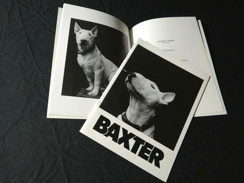 Baxter bull terrier dossier - baxter,