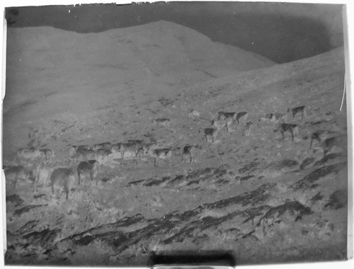 Plaque photo verre 12x9 - photo,