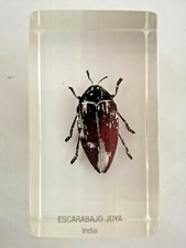 insecte inclusion résine des